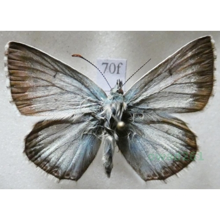 Polyommatus coridon (Poda, 1761) male Modraszek korydon Czech70f